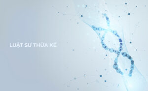 Luật sư thừa kế